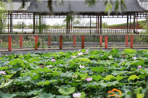 假日游客量創(chuàng)新高，白云觀光園農(nóng)產(chǎn)品零售迎來(lái)新熱潮